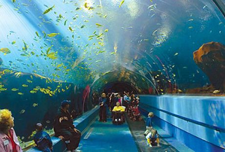Are Pets Allowed at the Atlanta Aquarium? 2 Are Pets Allowed at the Atlanta Aquarium